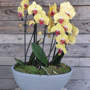 orchidea tál